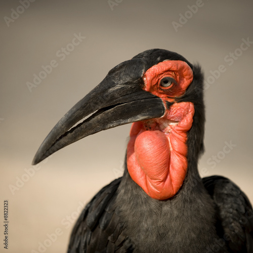 southern ground horbill photo