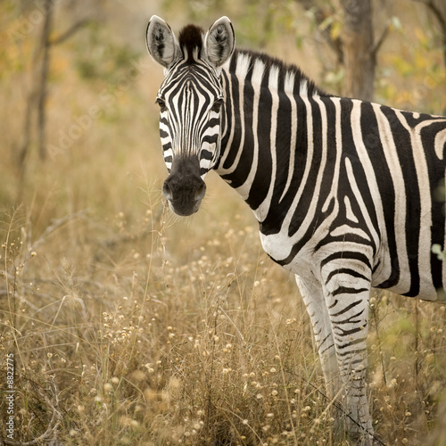 Zebra in the bush