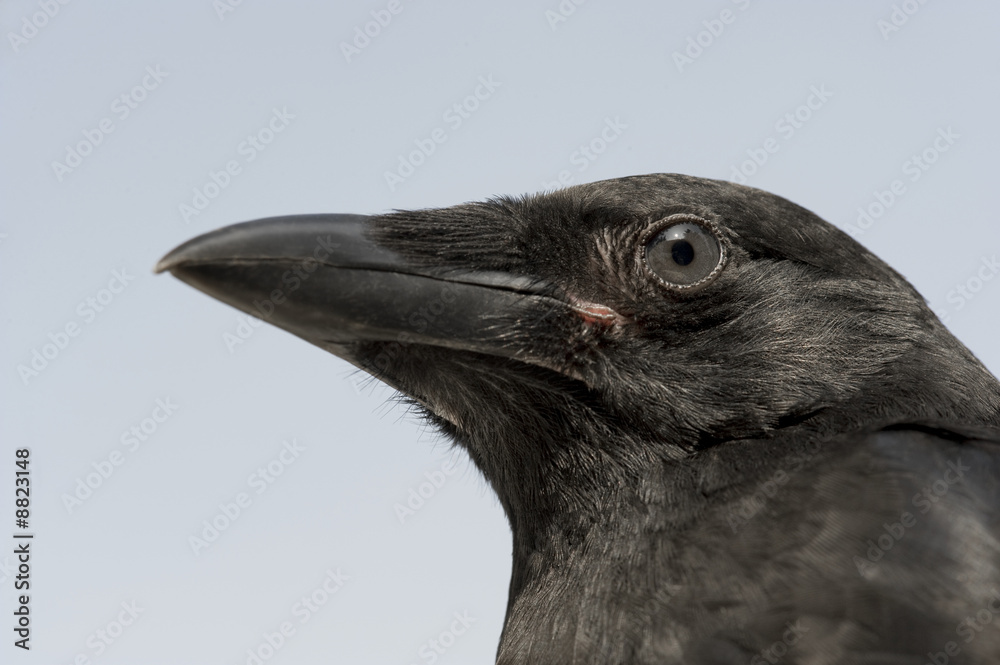Fototapeta premium Young Carrion Crow in front of a blue background
