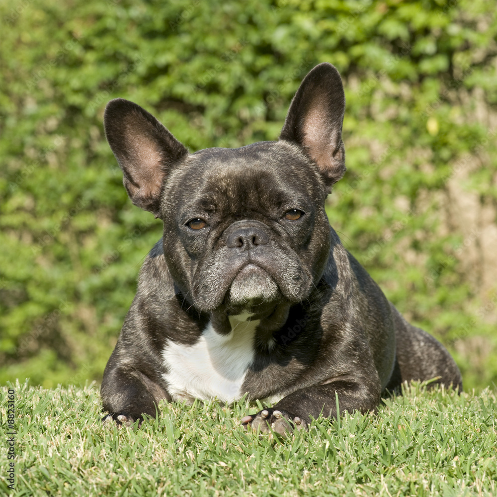 french Bulldog in front of a natural green background.