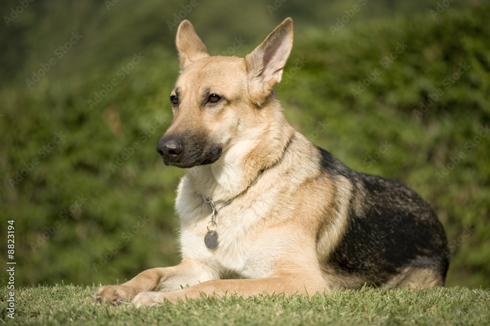 german shepherd in front of a natural green background