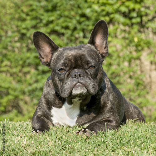 french Bulldog in front of a natural green background. © Eric Isselée