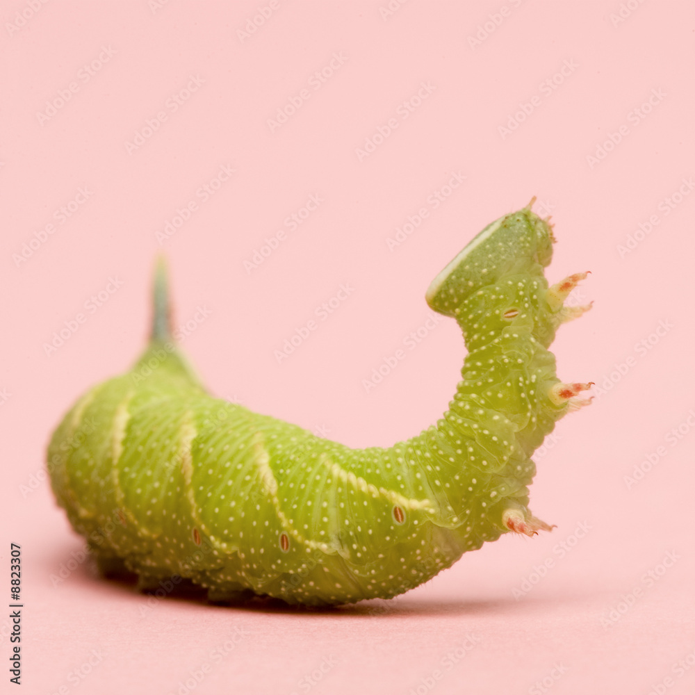 Obraz premium Lime Hawk-moth caterpillar