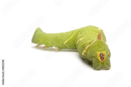 Lime Hawk-moth caterpillar