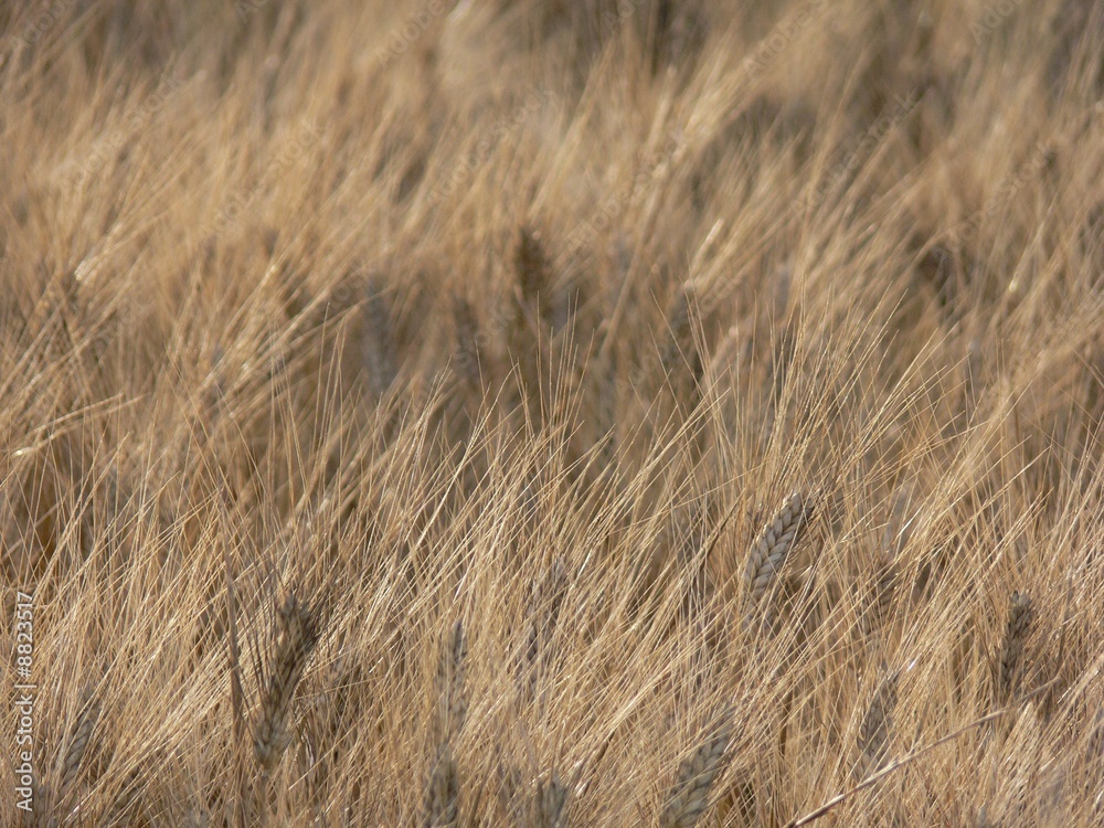 Fototapeta premium Campo di grano