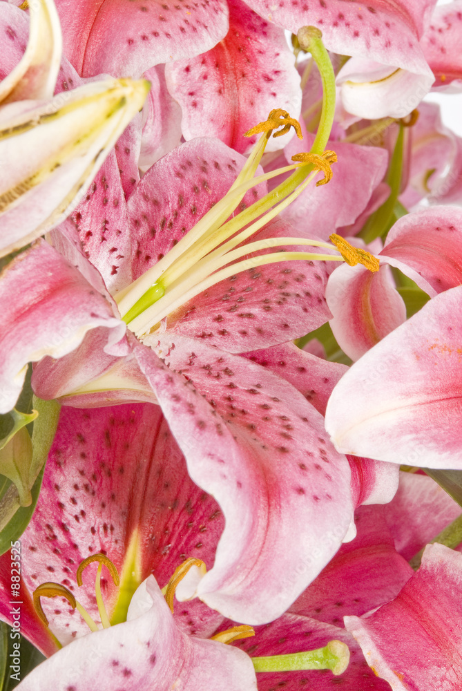 Pink Lilies Closeup Pink Lilies Closeup