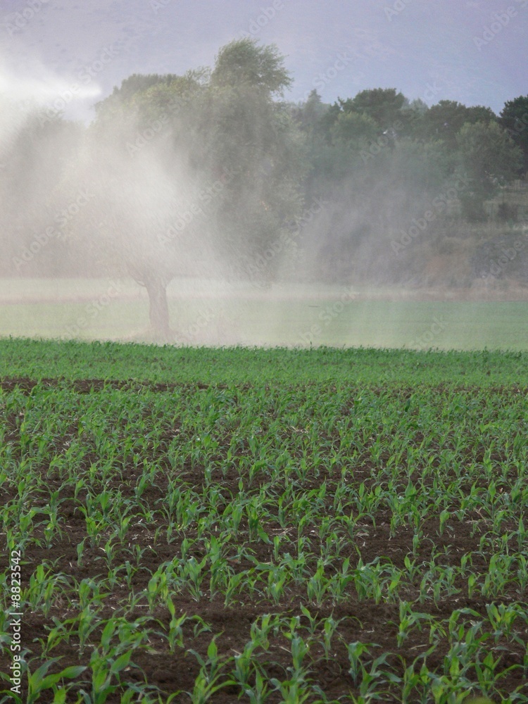 Obraz premium Irrigazione mais