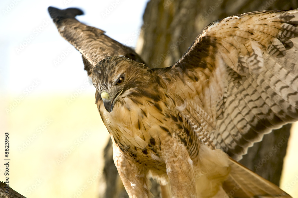 Obraz premium Red Tail Hawk