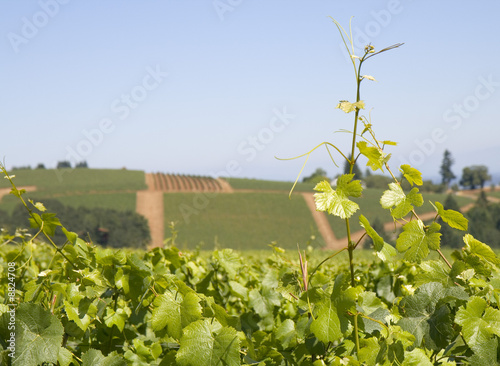 This is a grape vine growing ove vineyard hills