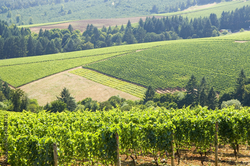 this is Vineyard patterns in the dundee hills