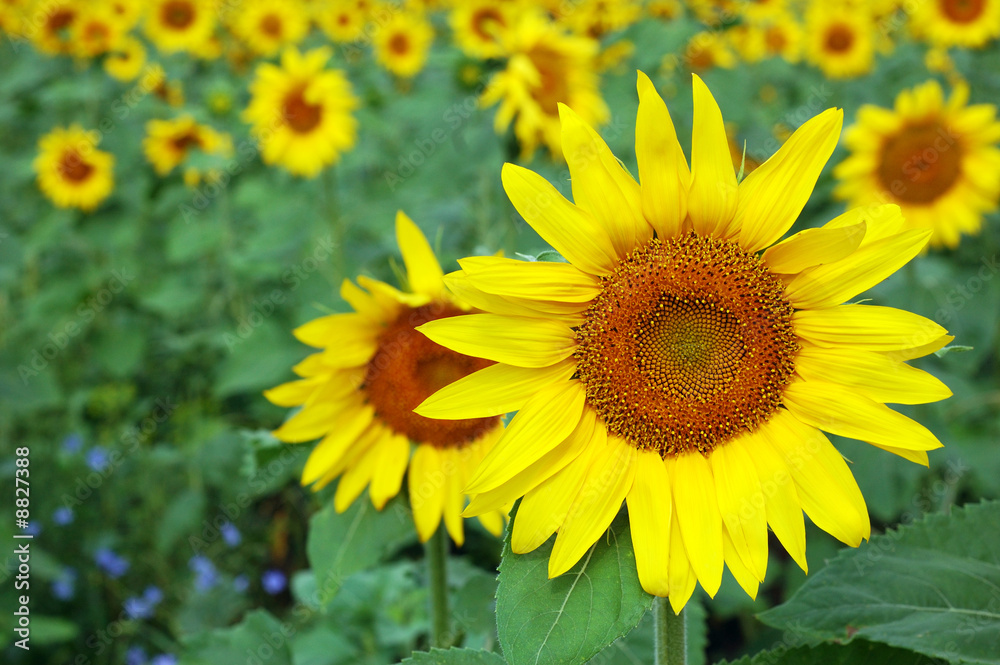 sunflower over field background