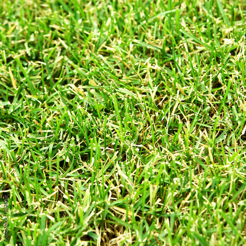 Green lawn, may be used as background.