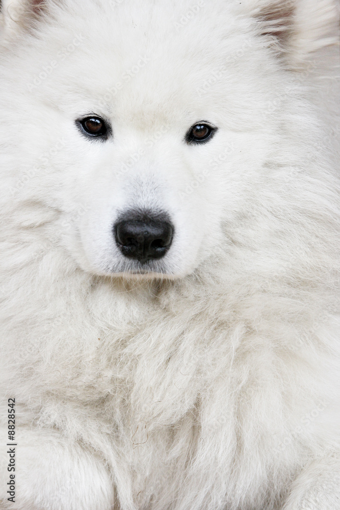 Portrait of the white husky close up Portrait of the white husky close up