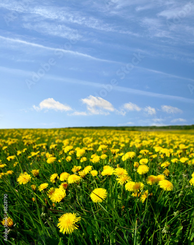 dandelion landscape under blue sky