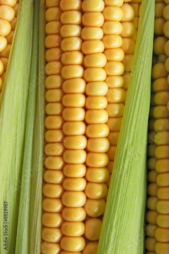 maize cob detail between green leaves