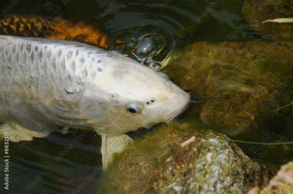 Koi Koi