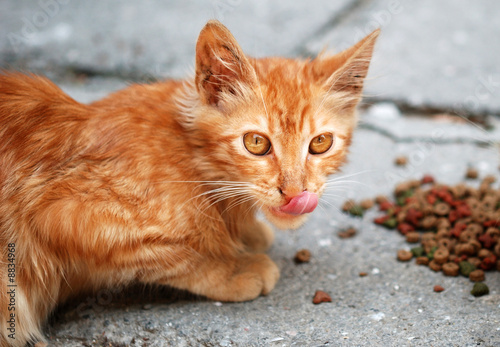 Fototapeta Naklejka Na Ścianę i Meble -  Orange cat eat