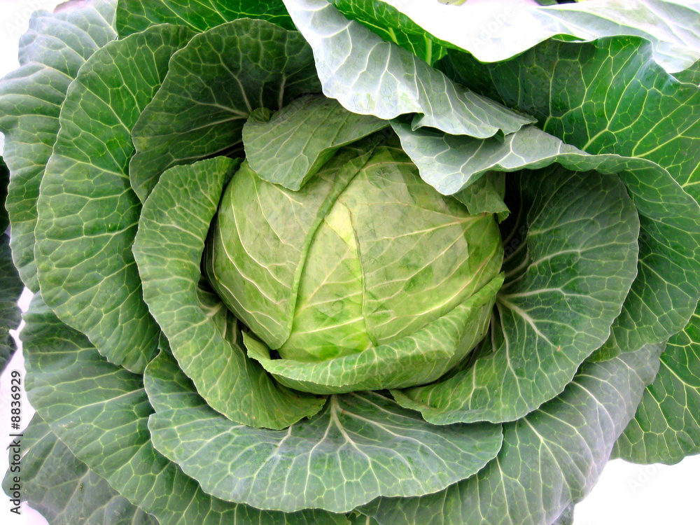 Fototapeta premium Fresh cabbage