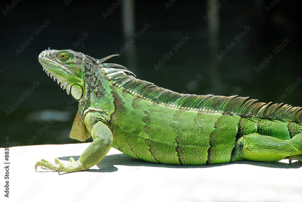 Female Green Iguana Female Green Iguana