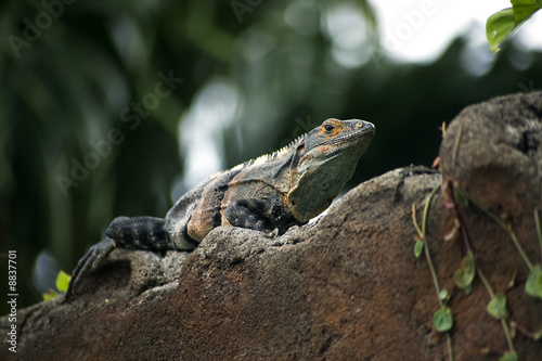 Costa Rican iguana resting on a wall in the jungle