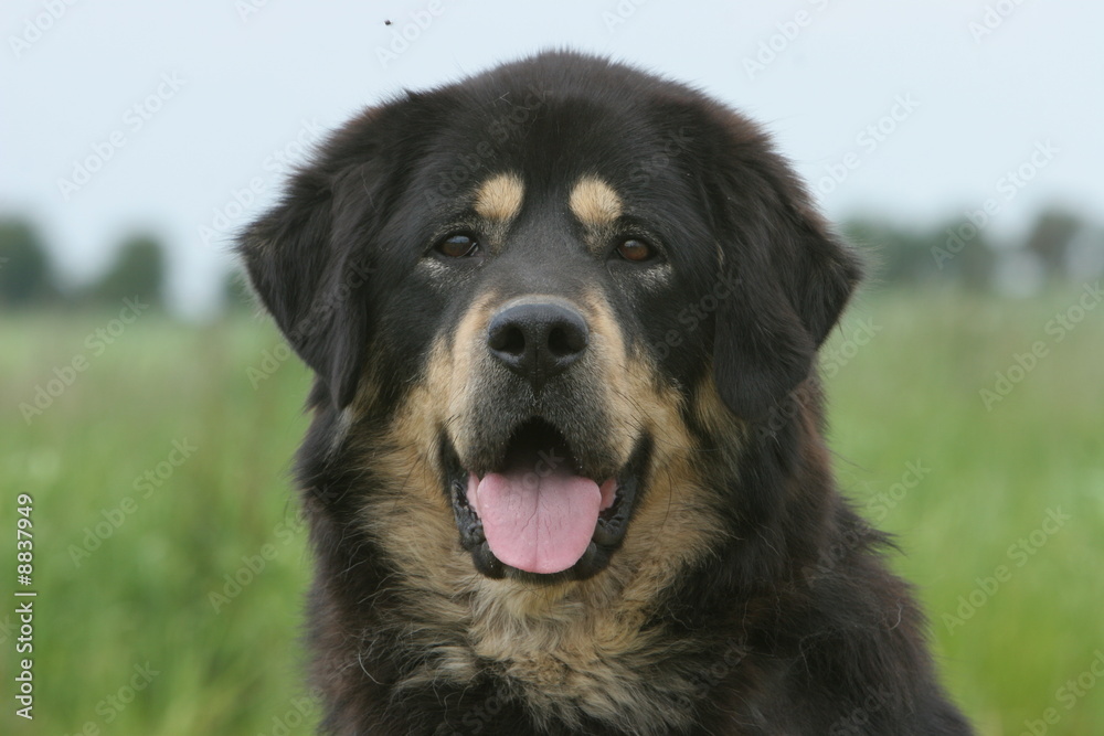 face d'un dogue du tibet face d'un dogue du tibet