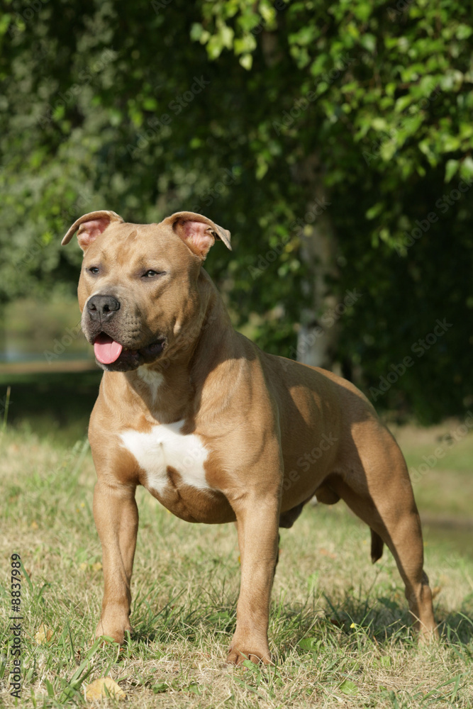 Chien American Staffordshire