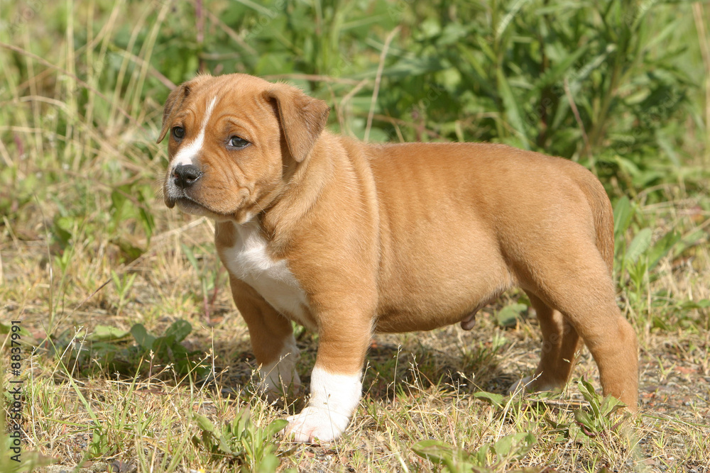 Chiot American Staffordshire