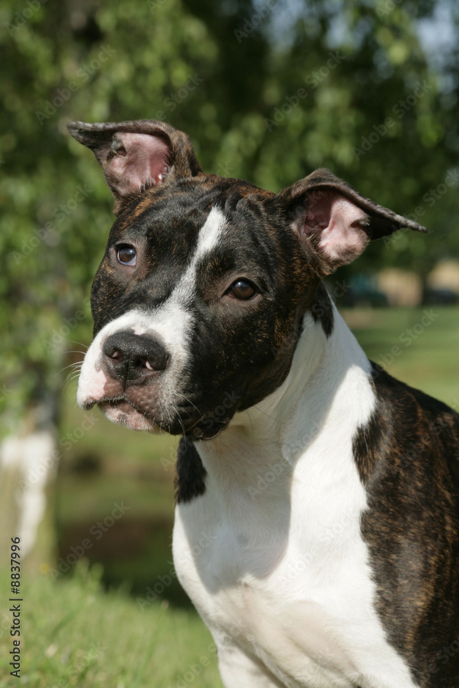 Jeune chien American Staffordshire Jeune chien American Staffordshire