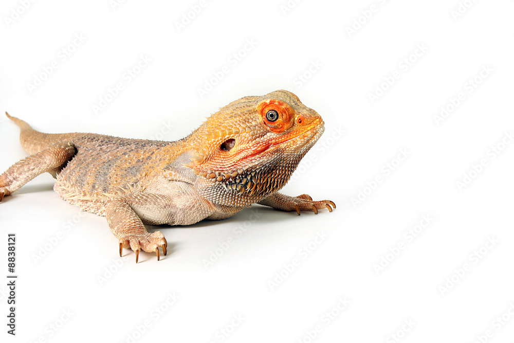 Obraz premium Sandfire Dragon