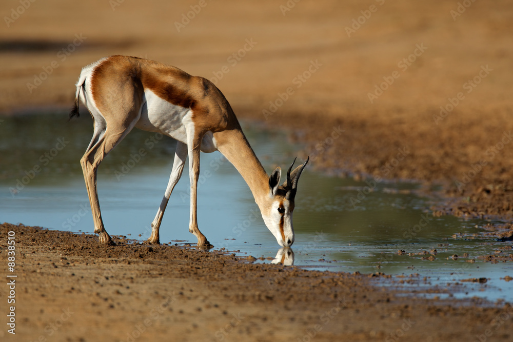 Springbok antelope, Kalahari desert, South Africa Springbok antelope, Kalahari desert, South Africa