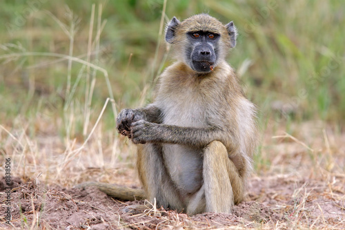 Chacma baboon, Chobe National Park, Botswana, southern Africa © EcoView