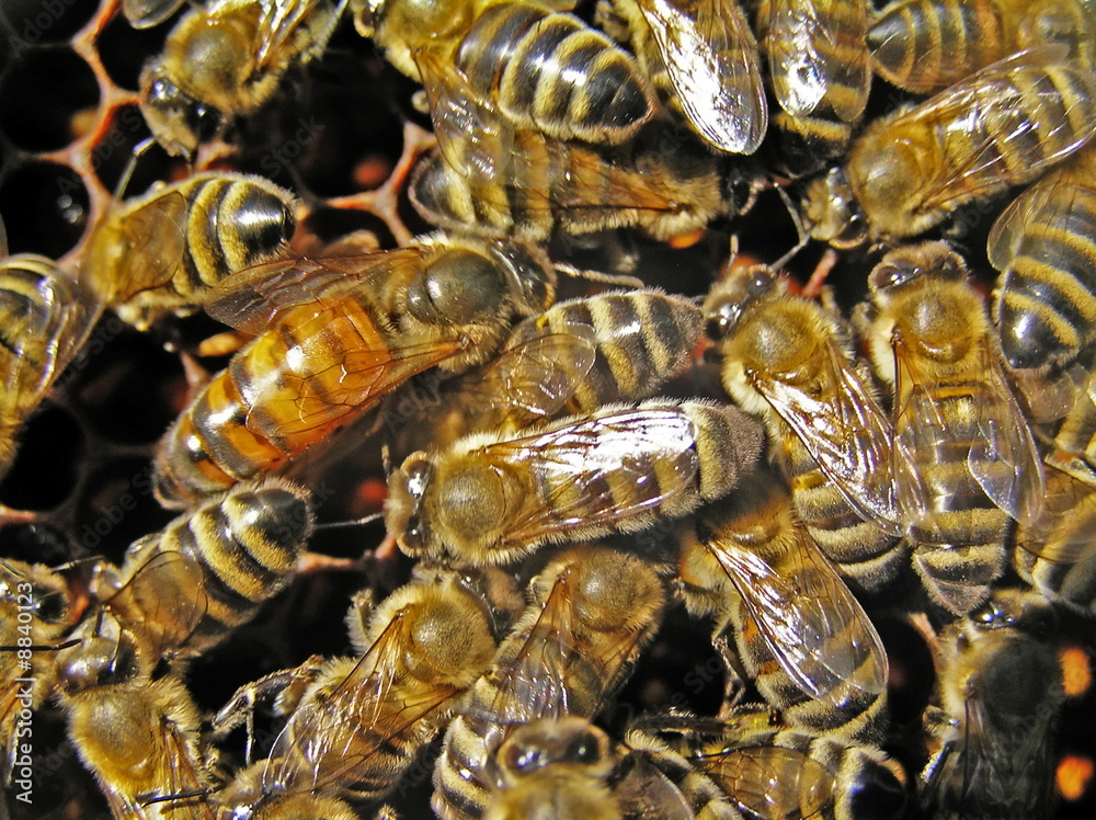 A bee uterus is selected the sizes and colouring.