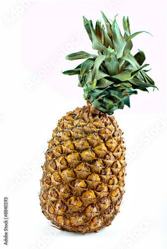 The ripe tropical pineapple with green  leaves