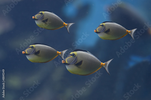 Triggerfishes photo
