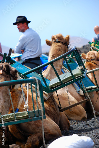Camellos Lanzarote