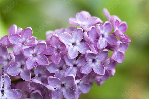 Blossoming branch of a lilac on a background of greens