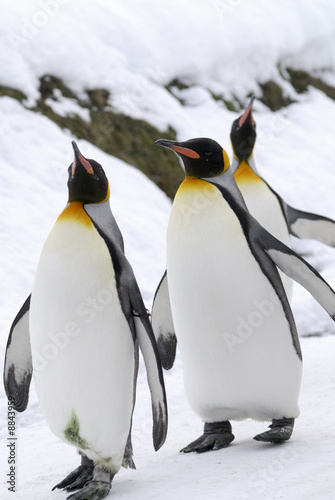 The King Penguin  Aptenodytes patagonicus 