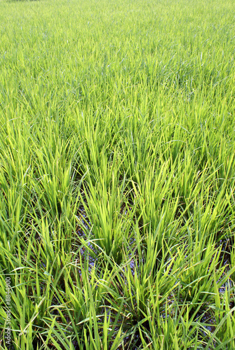 New green rice on the field, Sumatra, Indonesia