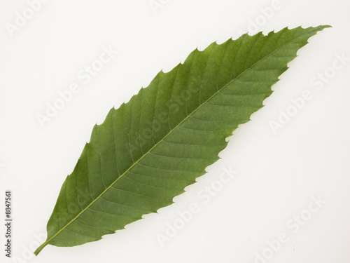 feuille de chataignier