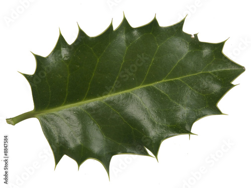 feuille de houx