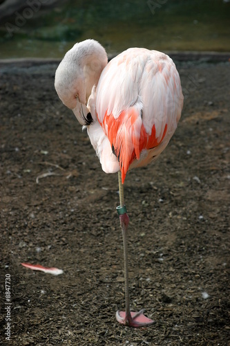 Pink Chilean Flaming cleaning itself and standing on one leg.