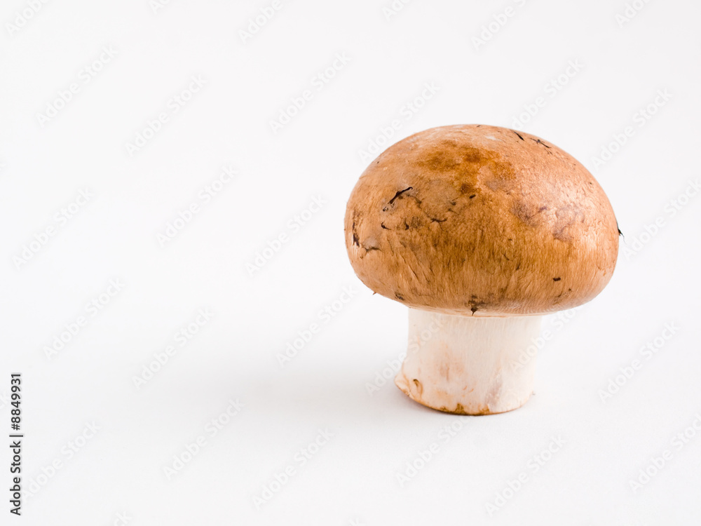 Portrait of a Mushroom Portrait of a Mushroom