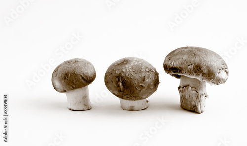 Mushrooms in Black and White
