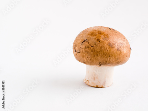 Portrait of a Mushroom