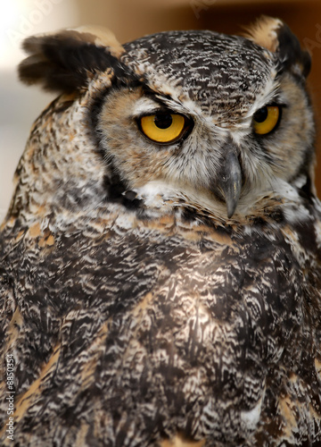 Great Horned Owl © J.T. Lewis