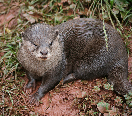 Otter
