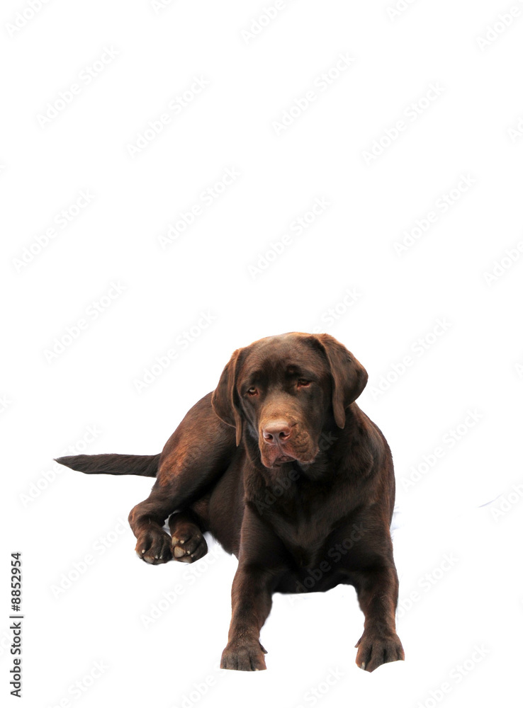 Obraz premium Chocolate labrador
