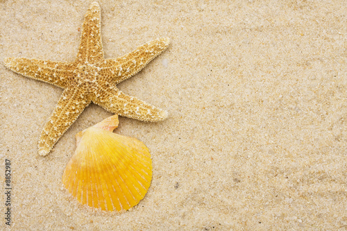Starfish with seashell on sand. starfish border