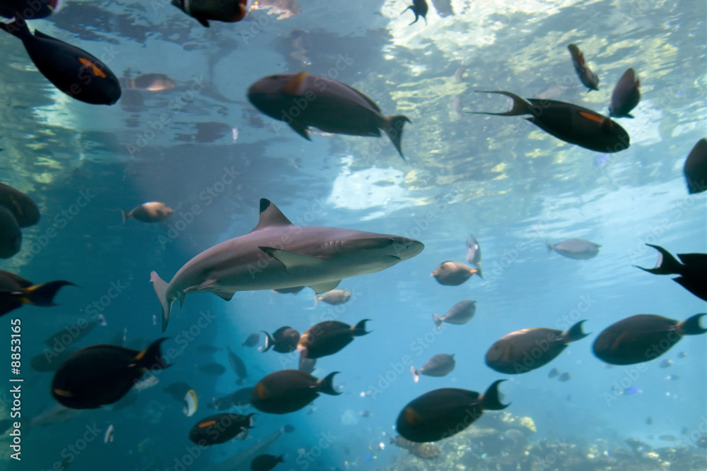 Fototapeta premium Sharkh