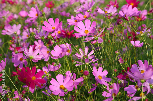 meadow with colorful bright flowers © alehnia